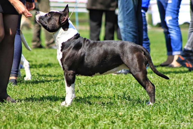 Fortune for the Glorious Brave Knights | American Staffordshire Terrier 