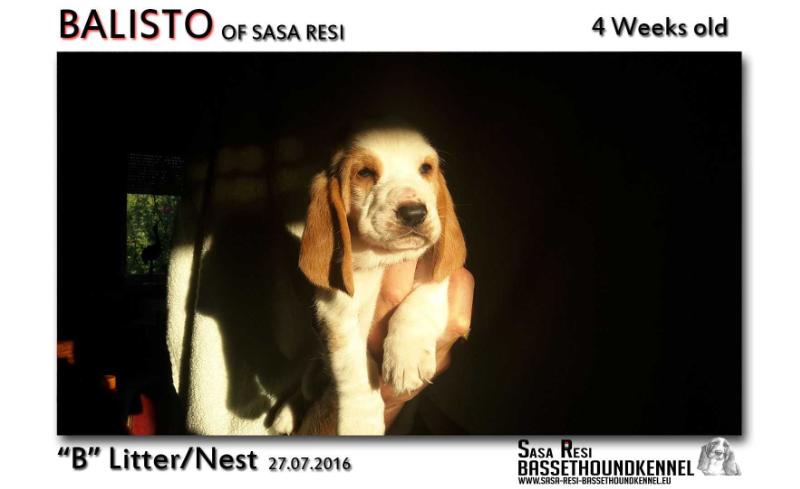 Balisto of Sasa Resi | Basset Hound 