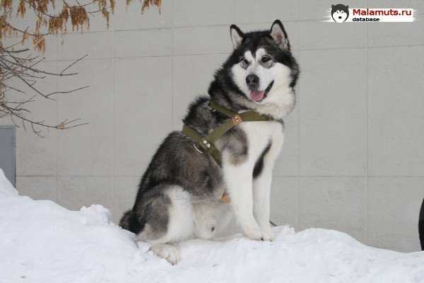 Din Ice | Alaskan Malamute 