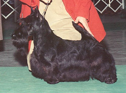 Anstamm Aftershock | Scottish Terrier 