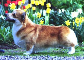 Khartoum Haleys Comet | Pembroke Welsh Corgi 