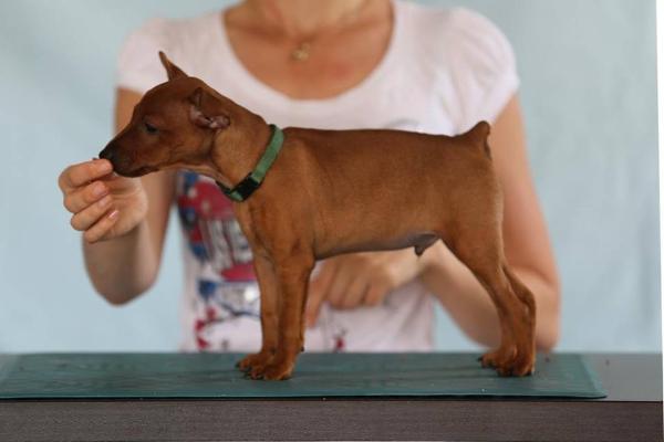 Gemmae Ratlerrimus HOMER | Miniature Pinscher 