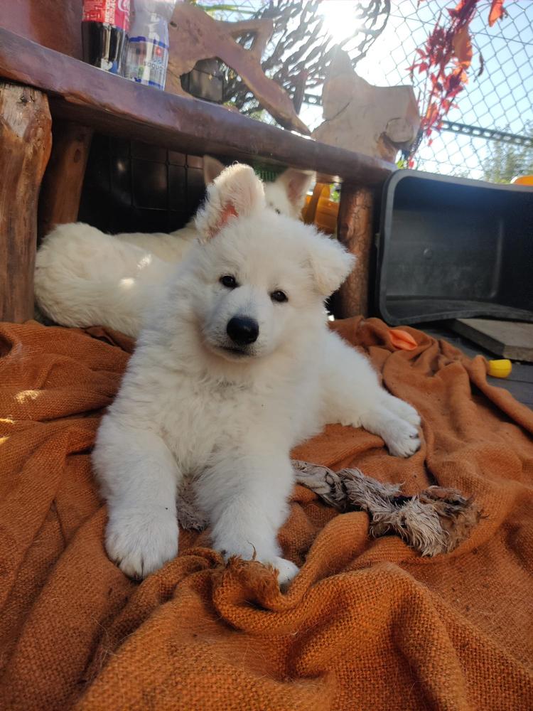 Bela Bartosz Swiss Legend of World | White Swiss Shepherd Dog 