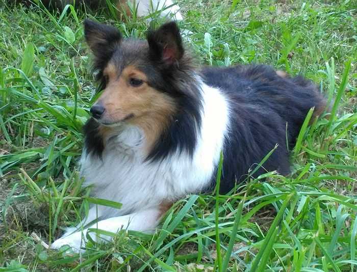 Dejas Plain Jane Diamond N The Rough | Shetland Sheepdog 