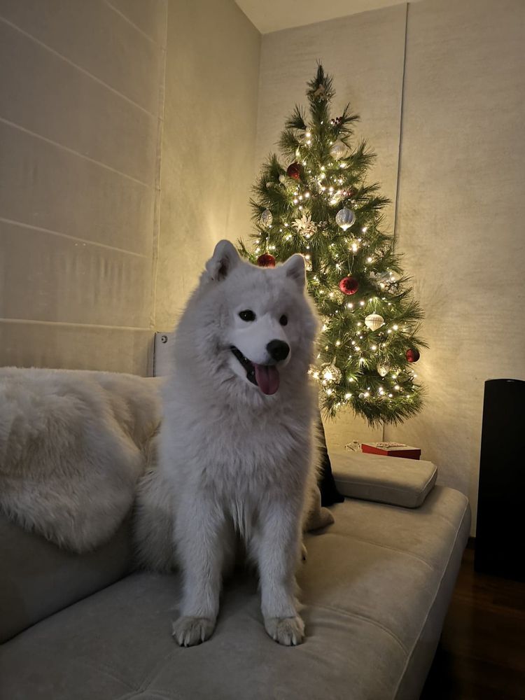 Whitewishfully DUTCH DROPTOPPERS | Samoyed 