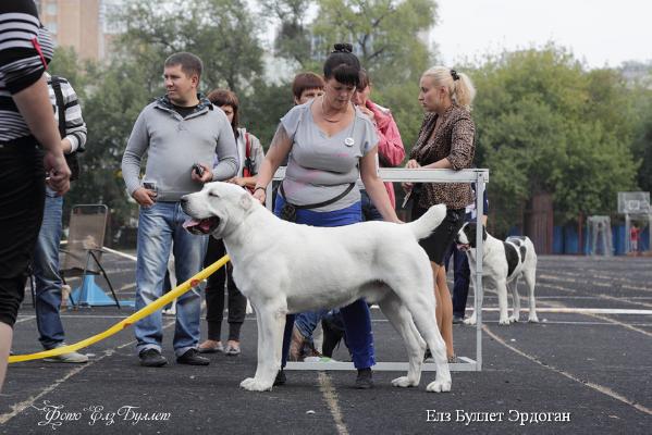 Elz Bullet Erdogan Recep Tayyip | Central Asian Shepherd Dog 
