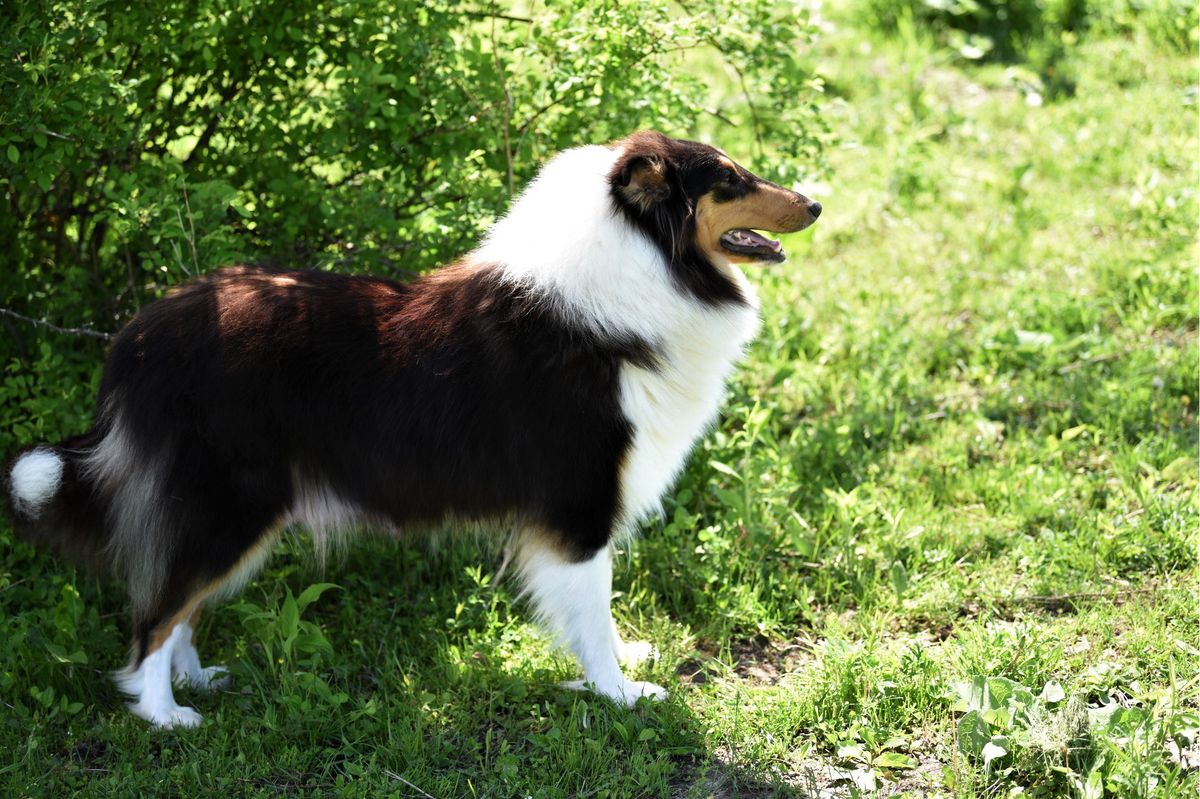 Red Fern's Hallie of Hidden Cove | Rough Collie 