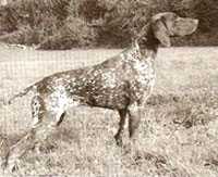 Sandy KS vom Hege-Haus | German Shorthaired Pointer 