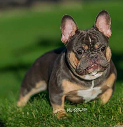 Halo Frenchie Squirttle | French Bulldog 