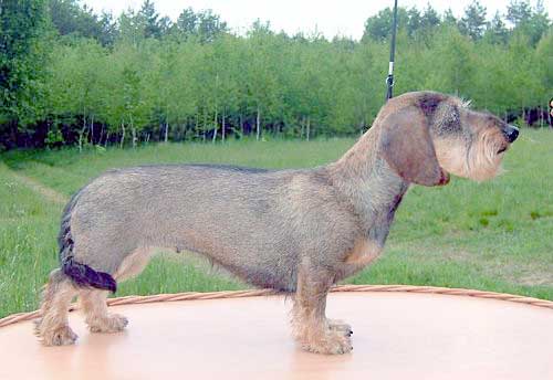 ULANKA Arlet | Dachshund 