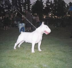 Chrismarnic Romeokrosstar of Avonjul | Bull Terrier 