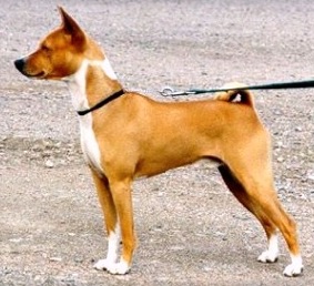 Jaswyn Perseus | Basenji 