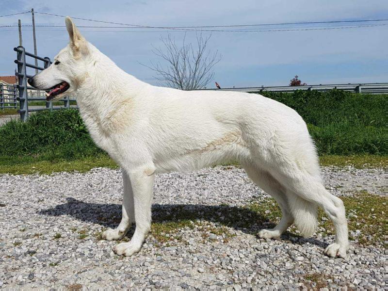 BAIULAND Ebony | White Swiss Shepherd Dog 