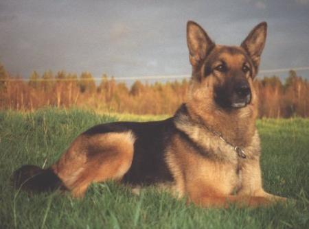 Marhöjs Riska | German Shepherd Dog 