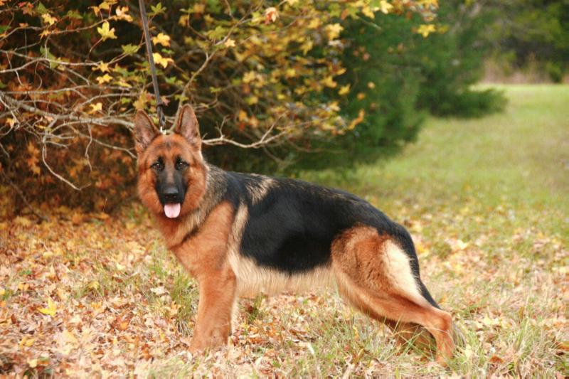 Sako From Heritage Hills Ranch | German Shepherd Dog 