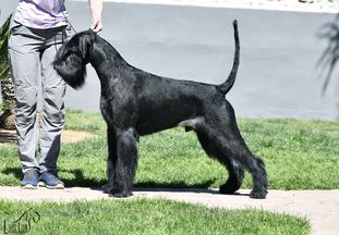 Zarina's Design Aston Martin | Giant Schnauzer 