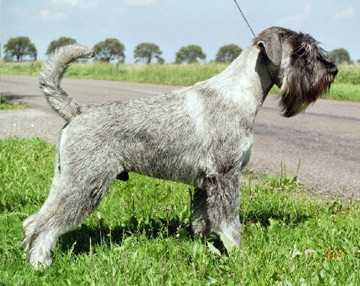 Casso's Jalabert | Standard Schnauzer 