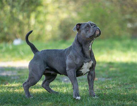 Olde English Bulldogge