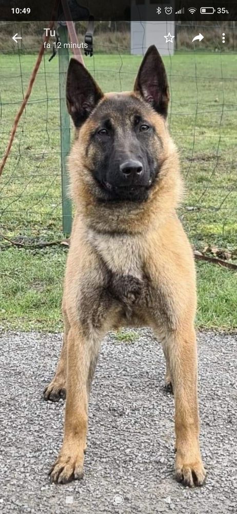 RV des Malistaffs | Belgian Malinois 