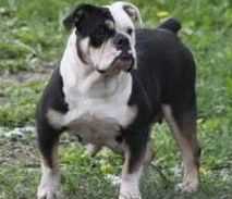 Macmillan's Laila Ali | Olde English Bulldogge 