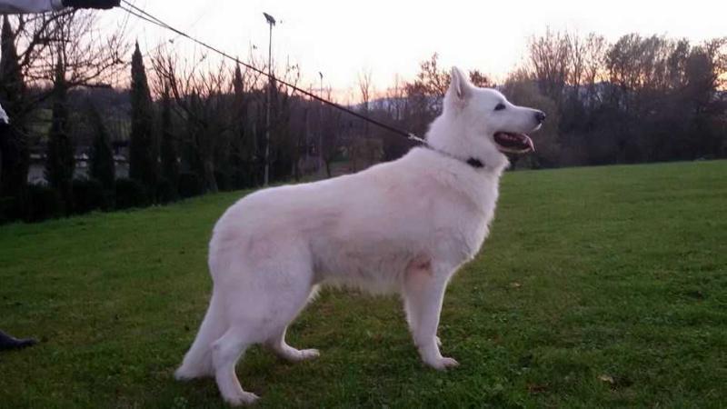 Remo di Chiara Sorgente | White Swiss Shepherd Dog 