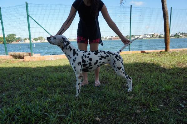 Dalsfort Trinity | Dalmatian 