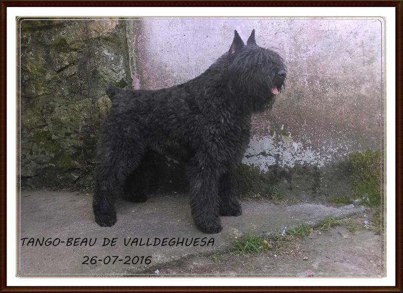 Tango-Beau de Valldeghuesa | Bouvier des Flandres 