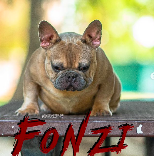 Roman Empire Fonzi | French Bulldog 