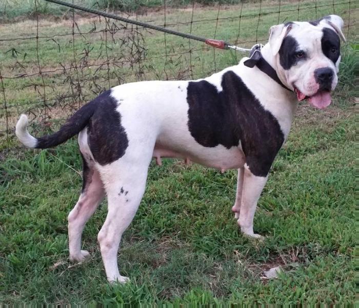 Dancing Dixie of Joshua | American Bulldog 