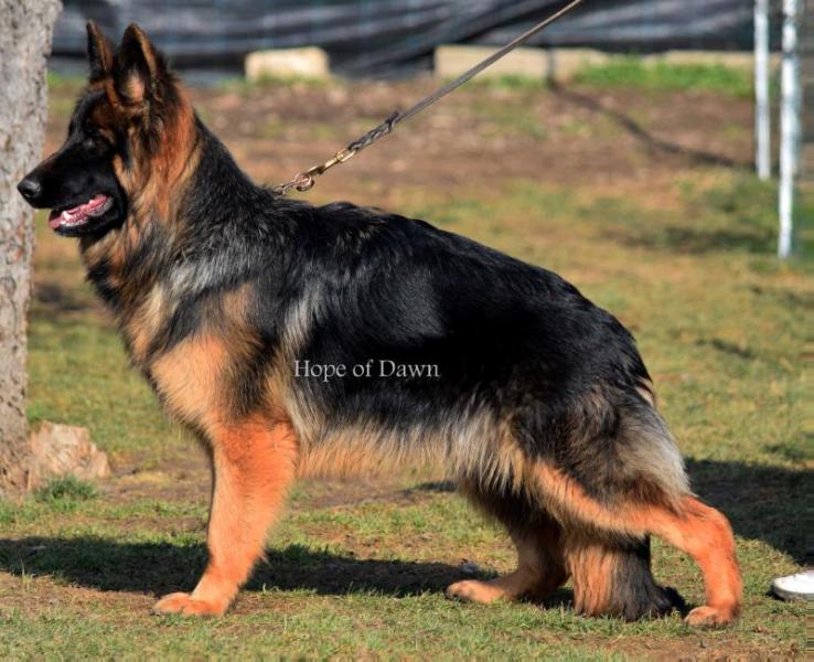 Jeny Hope of Dawn | German Shepherd Dog 