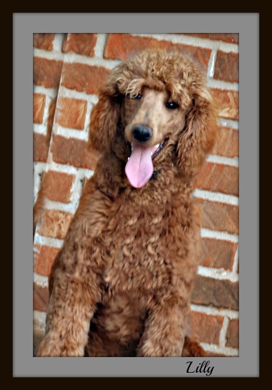 Crimson Heart Oh My Lilly | Poodle 