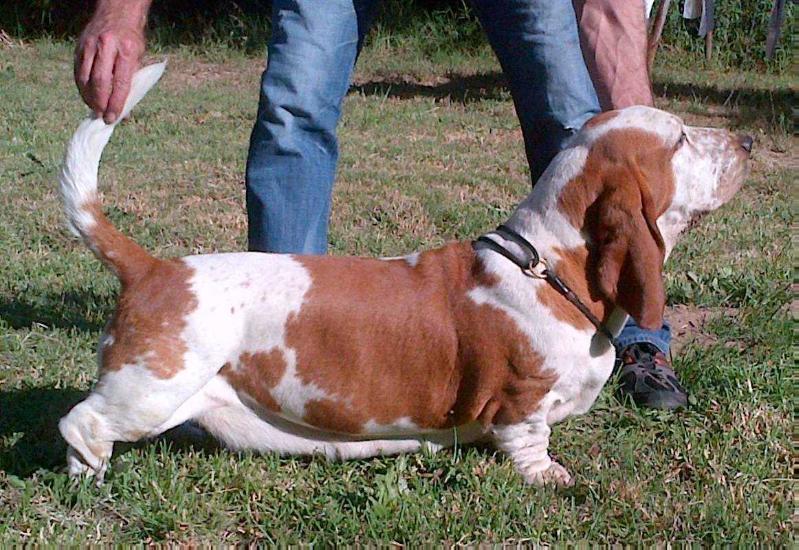 Tidalwaves Ingi | Basset Hound 