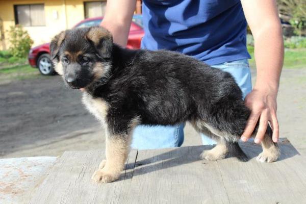 Hidye von Arrabaled | German Shepherd Dog 