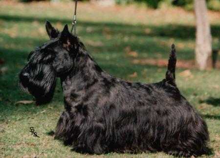 Glenheath Tribute at Mayson | Scottish Terrier 
