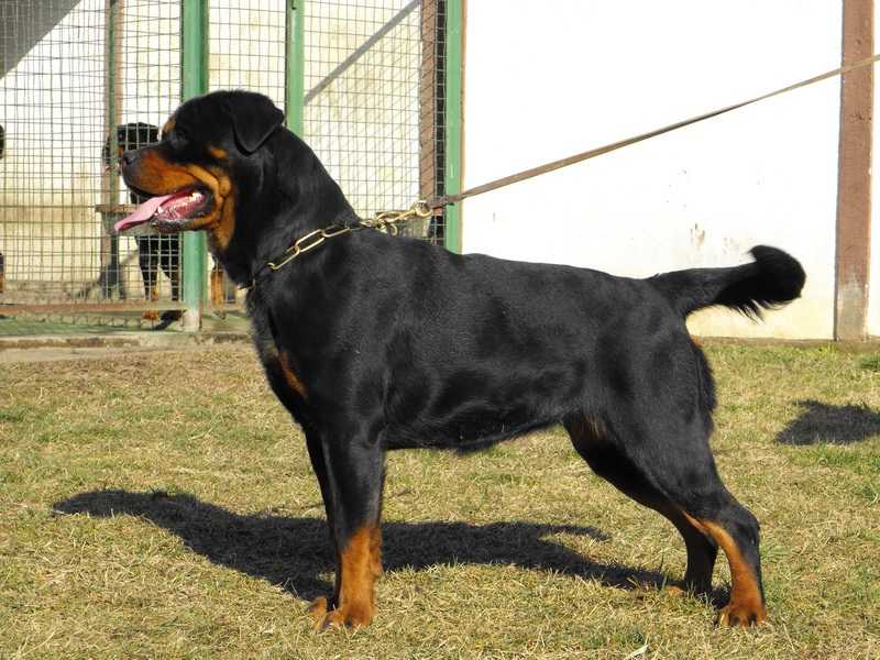 TOSCA Od Dragicevica | Rottweiler 