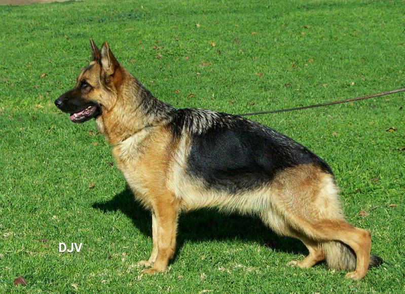 Roma de Dajiva | German Shepherd Dog 