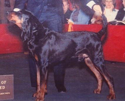 Codachs Lyrical Treeboy | Black and Tan Coonhound 