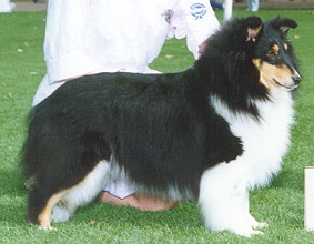 Apple Acres Hi-fashion Model | Shetland Sheepdog 