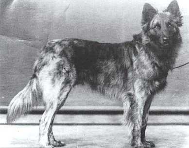 Faust | Dutch Shepherd 
