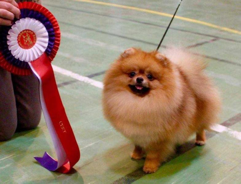 Scarlet Beautys Skater Boy Kisses | Pomeranian 