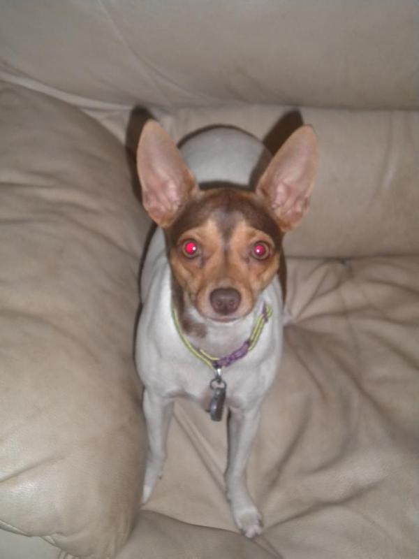 Painted Hill's Reece | Rat Terrier 