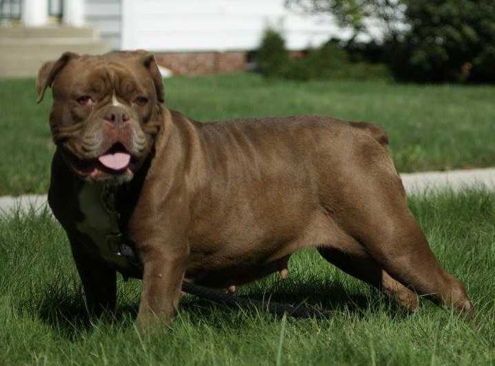 NSK'S KAHLUA | Olde English Bulldogge 