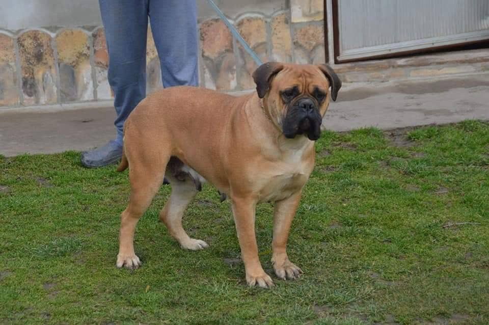 Galina Mc Emanuilbull | Bullmastiff 