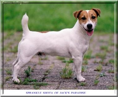 Sprankle Shota of Jack's Paradise | Jack Russell Terrier 