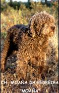 Moaña da pedreira old | Spanish Water Dog 