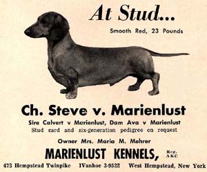 Steve von Marienlust | Dachshund 