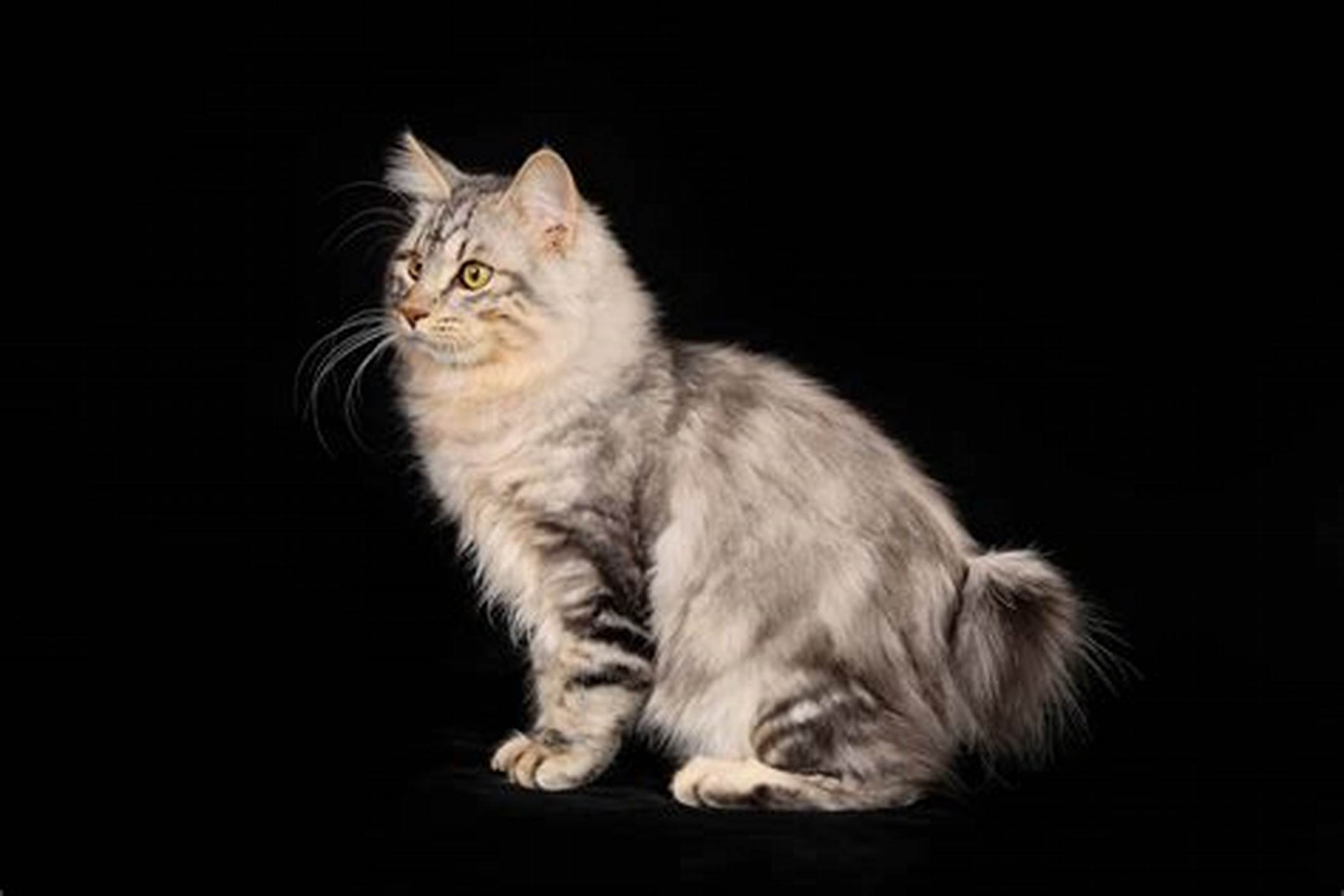 Kurilian Bobtail ( Kuril Islands Bobtail)