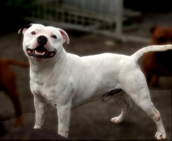 Casper the Friendly ghost des grays mice des graviers | Staffordshire Bull Terrier 