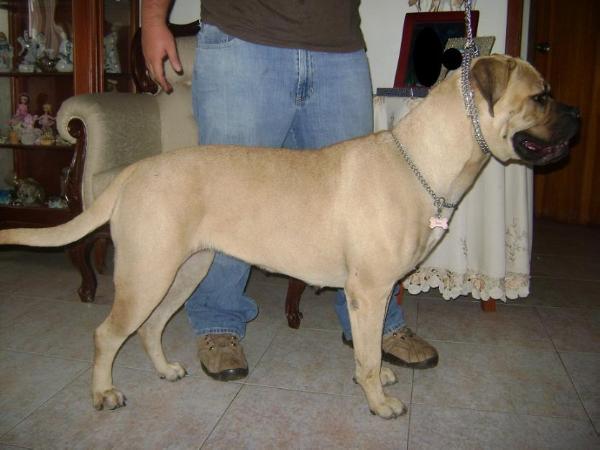 GREY'S D' LA GLORIA | Bullmastiff 