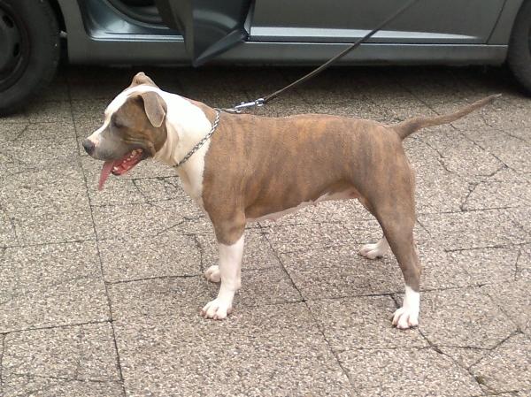 Toxic best of london | American Staffordshire Terrier 